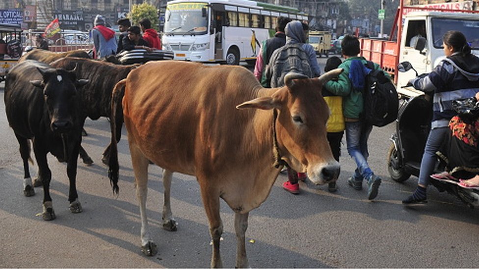 Gujarat stray cattle: India man jailed for letting cows roam streets