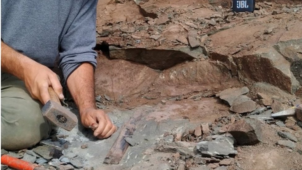 Члены Аргентинского музея естественных наук обнаружили окаменелости мегараптора в Эль-Калафате, Санта-Крус, Аргентина 13 марта 2020 г.