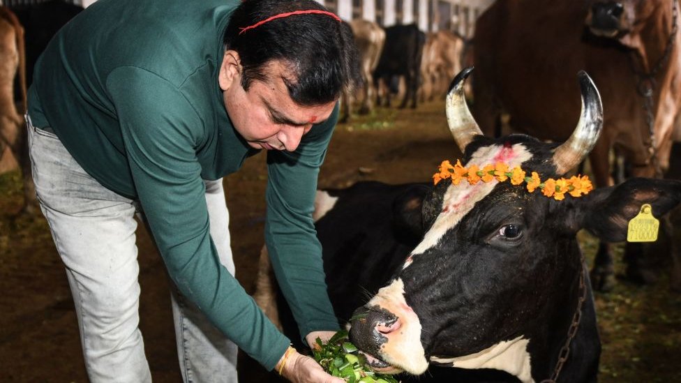 رجل هندوسي يقدم الطعام لبقرة ضمن طقس عبادة البقر في مهرجان غوبال أشتامي