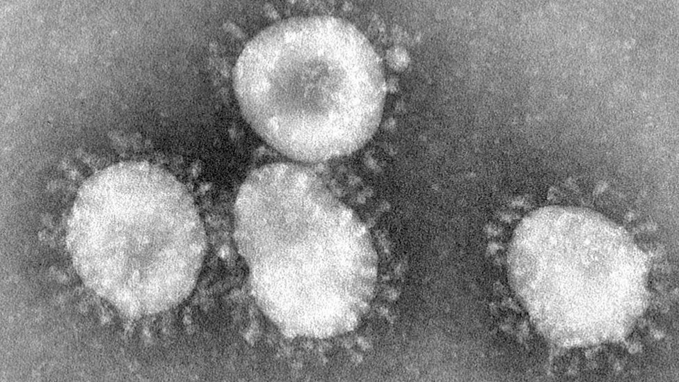 تحيط هالة أو تاج بالفيروس لذا يعرف باسم فيروس كورونا
