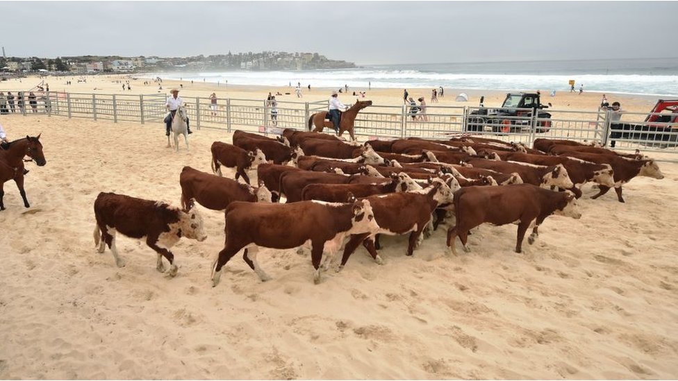 Krave na plaži