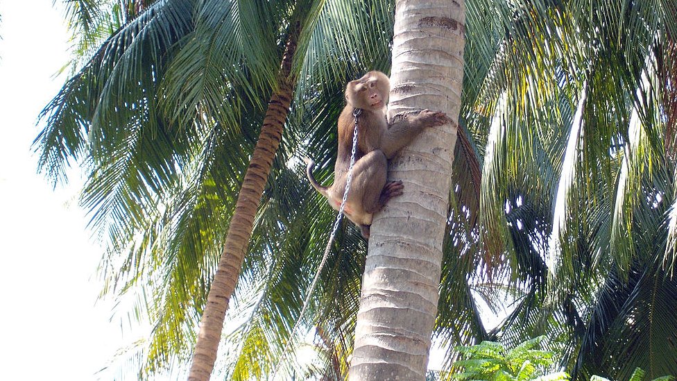 Прикованная обезьяна залезает на дерево