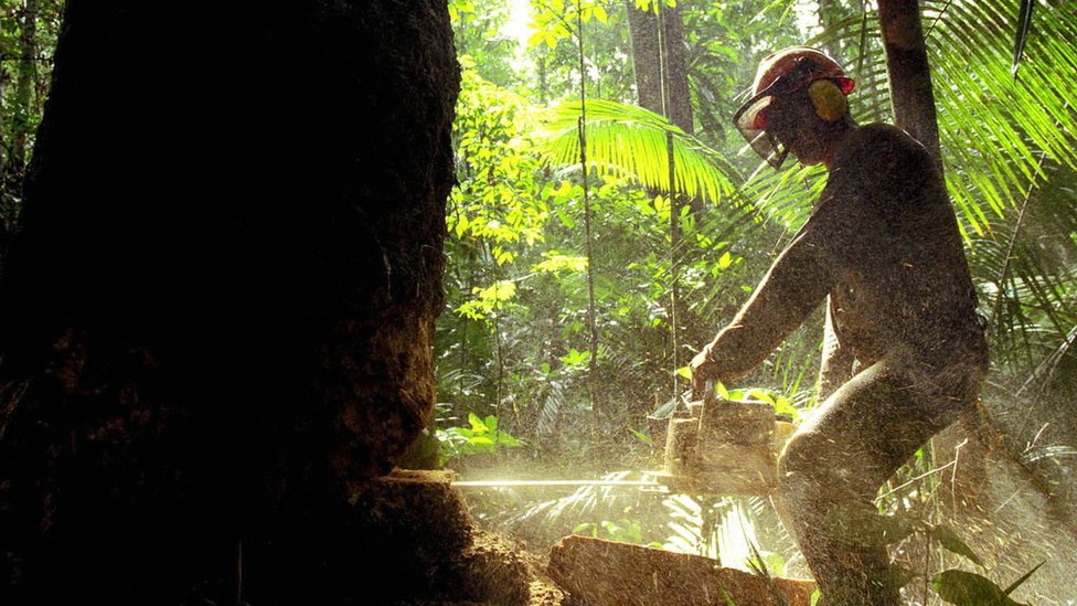 Lumberjack cutting tree with a chainsaw in the Amazon