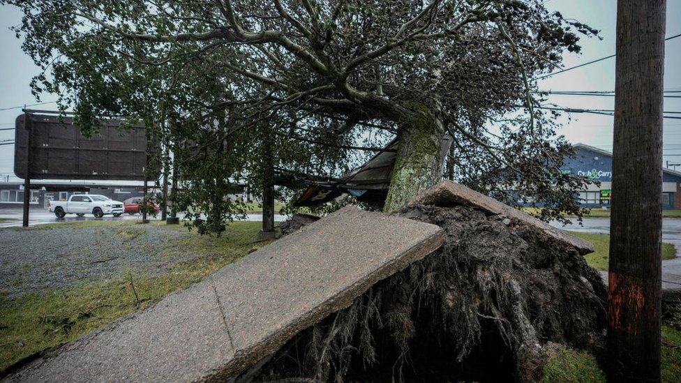 Arbol caído en una calle