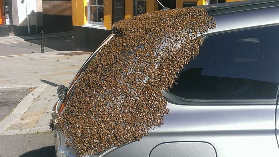 Рой пчел на машине в Хаверфордвесте