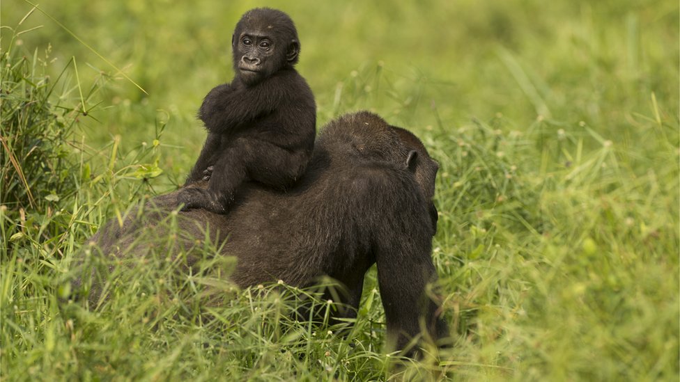 Обезьяна сталь. Западная равнинная горилла. Шимпанзе Западной Африки. Вымершие обезьяны человекообразные. Негро обезьяны.