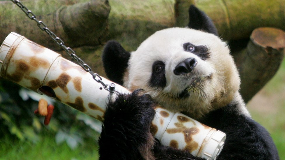 Džinovska panda
