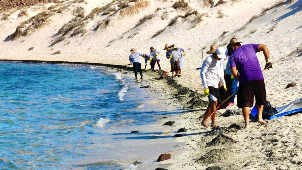 Pessoas participam da limpeza das praias
