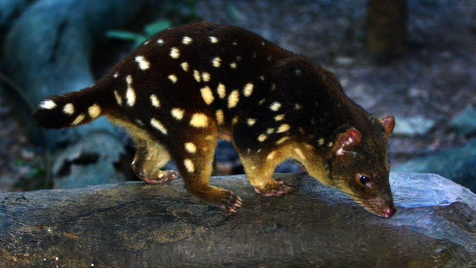 Un marsupial nocturno.