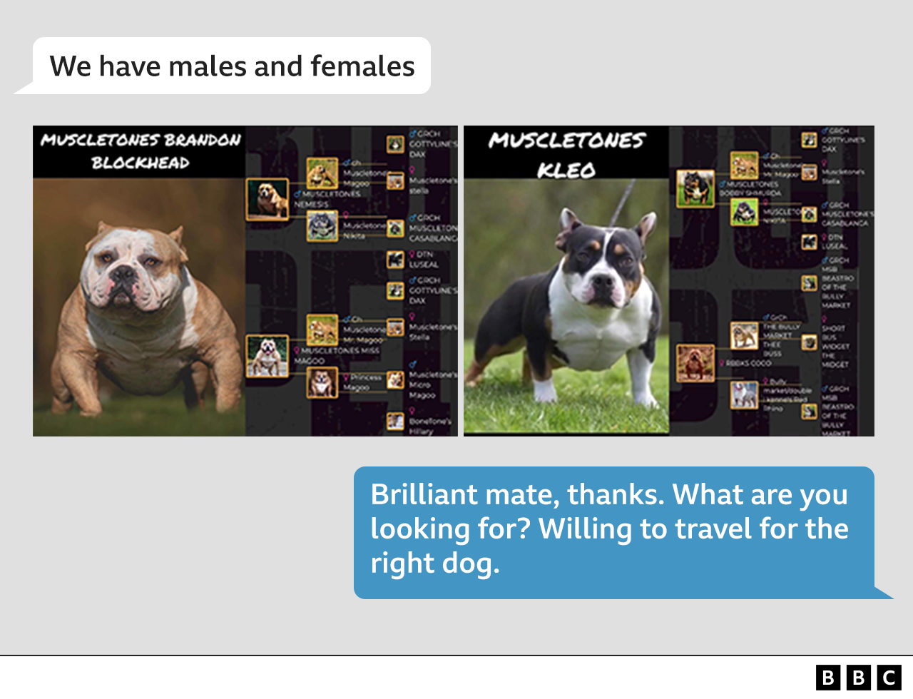 Gráfico de los mensajes en los que se ofrecieron los perros.