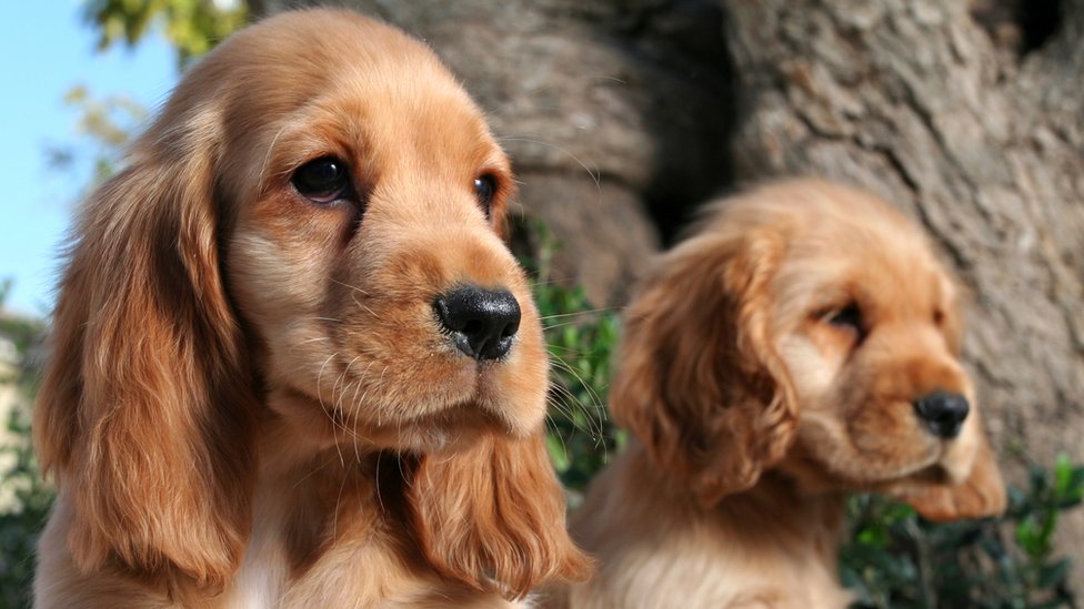 cocker spaniel puppies south east