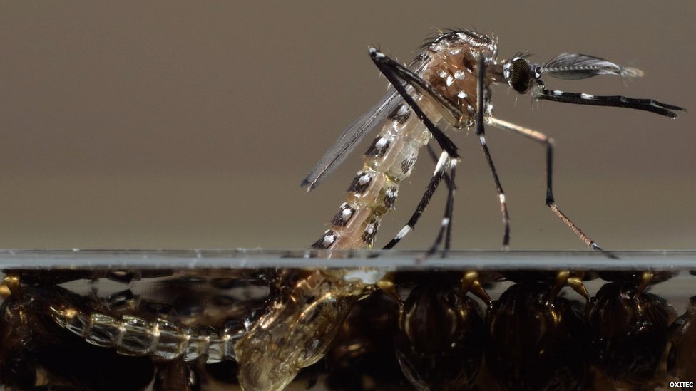 Aedes aegypti, выходящие из личиночной стадии