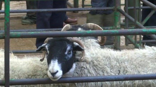 Sheep at identity parade