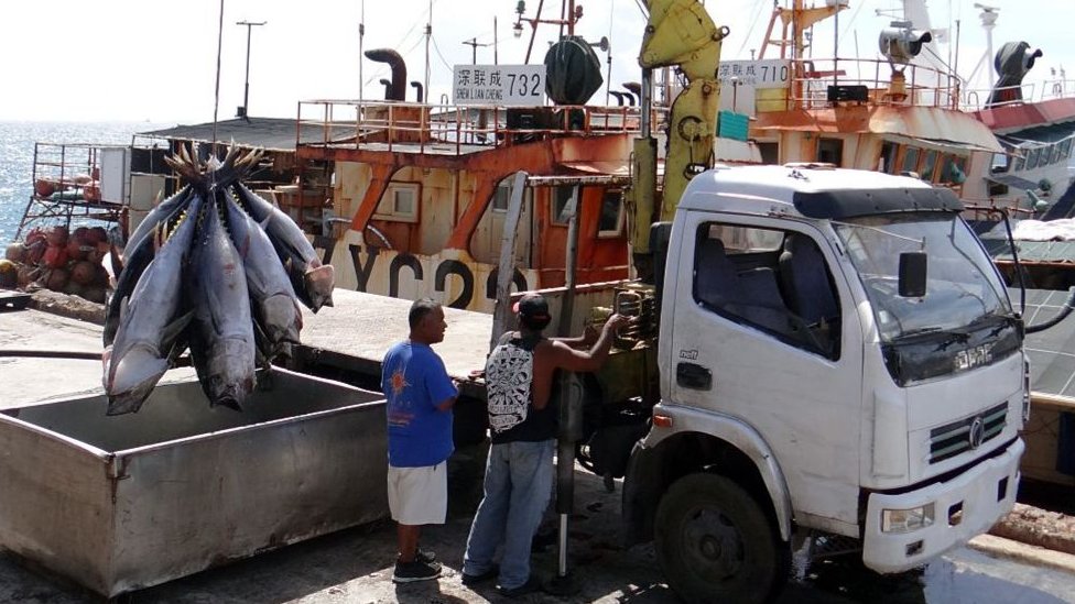 Atum sendo descarregado para ser exportado em Majuro