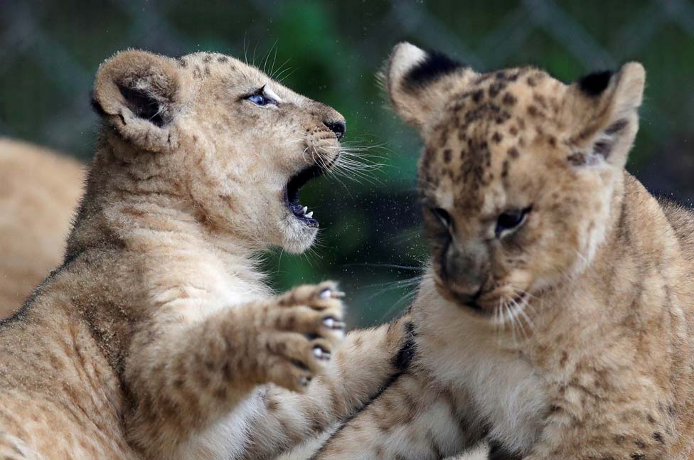 Newly born Barbary lion cubs playing