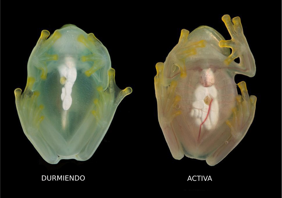 Two moments of a glass frog: when it sleeps and when it is active