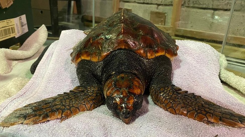 giant leatherback turtle mouth