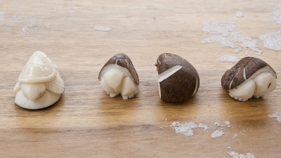 Las semillas se pueden teñir de cualquier color. Tagua