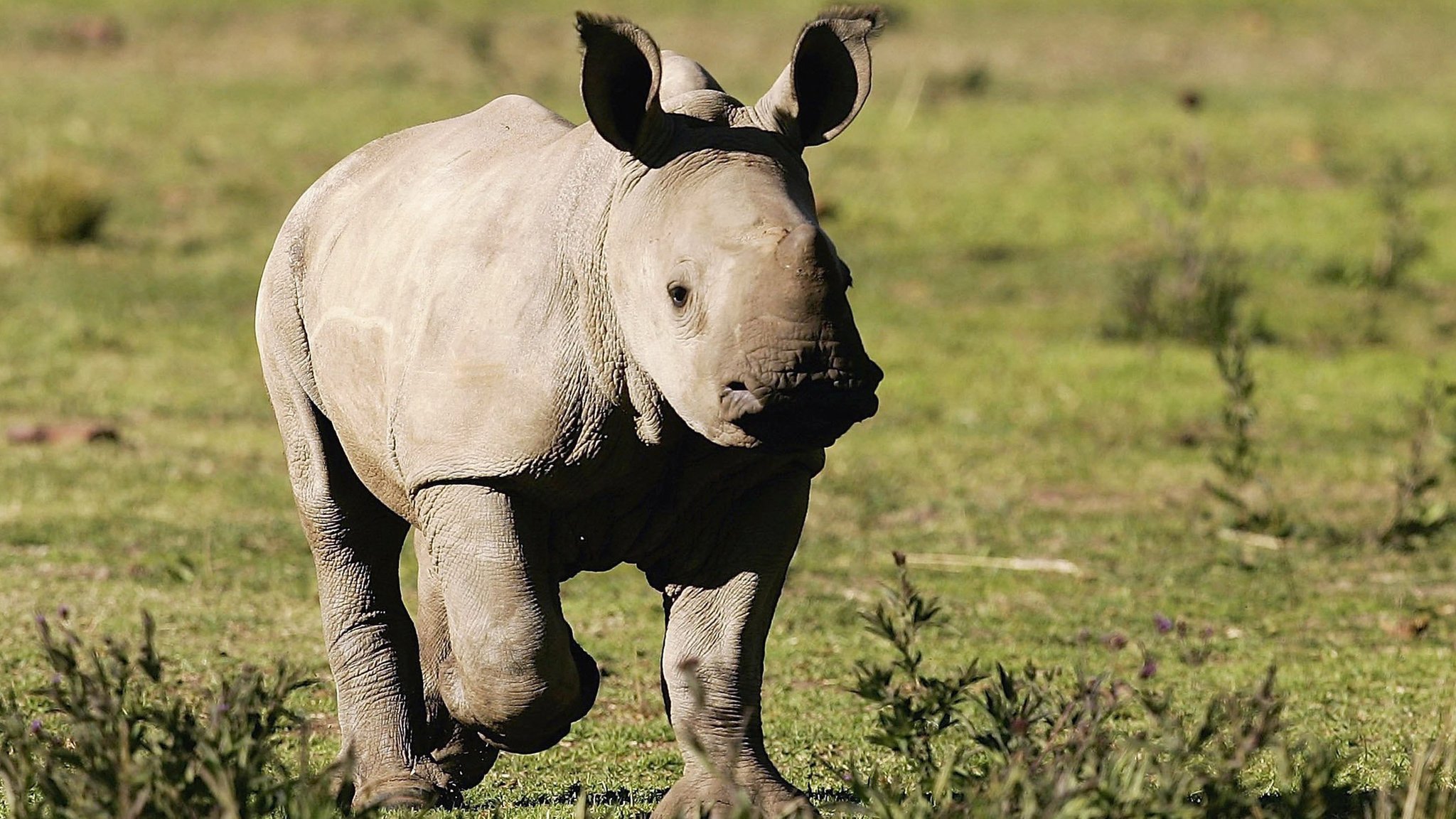 Defending the Rhino: Fifteen fantastic rhino facts - BBC Newsround