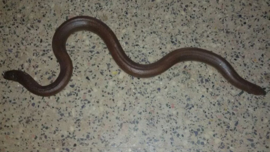 Indian 'two-headed snake' rescued by police from gang - BBC News