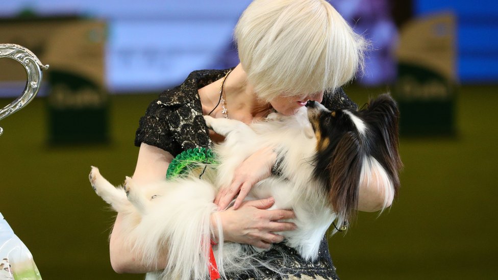 bbc crufts