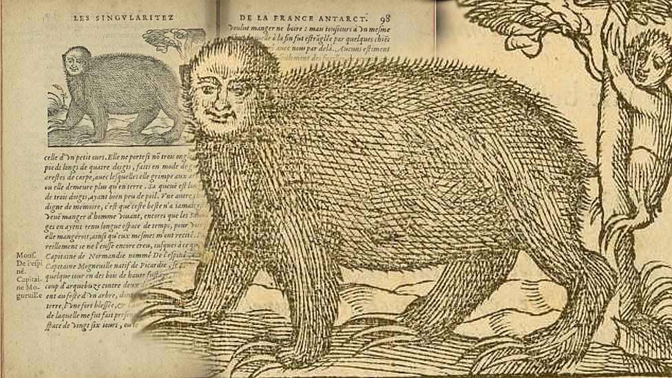 Ilustración del perico ligero - New York Public Library