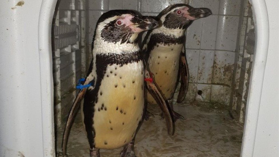 Stolen penguins Nottinghamshire