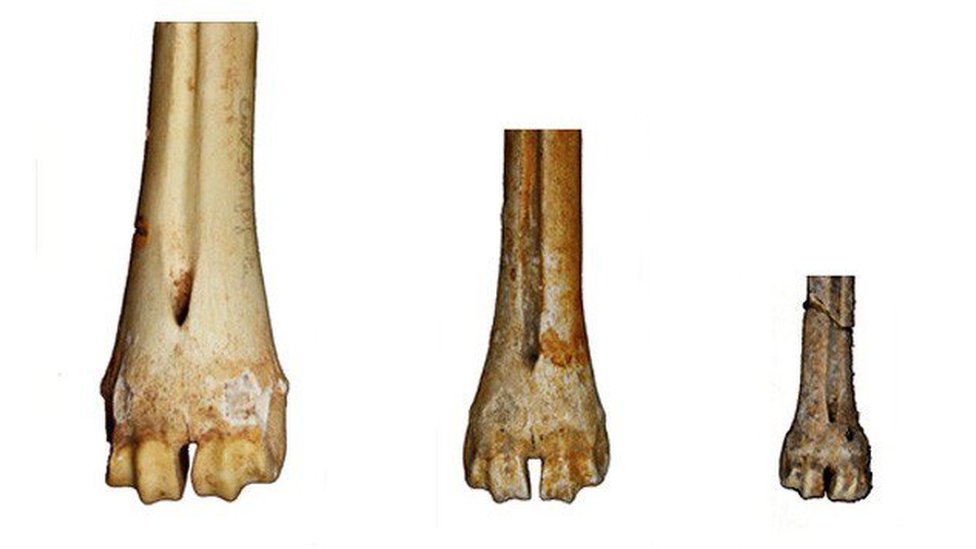 Display of red deer bones from the UK National History Museum