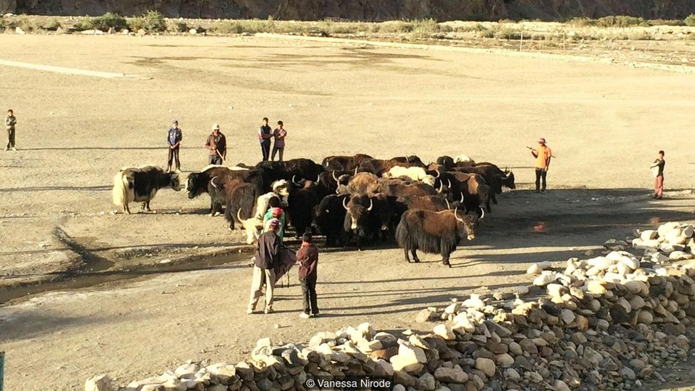 Los habitantes del paso de Shimshal apacentan las manadas de yaks en los exuberantes pastos. (Foto: Vanessa Nirode). Paso de Shimshal (Foto: Vanessa Nirode).