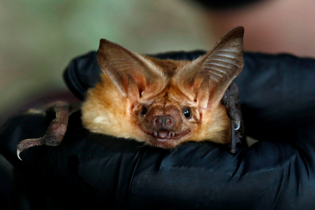 科學家們認為，新冠病毒很可能是通過蝙蝠經另一中間宿主傳播到人類。