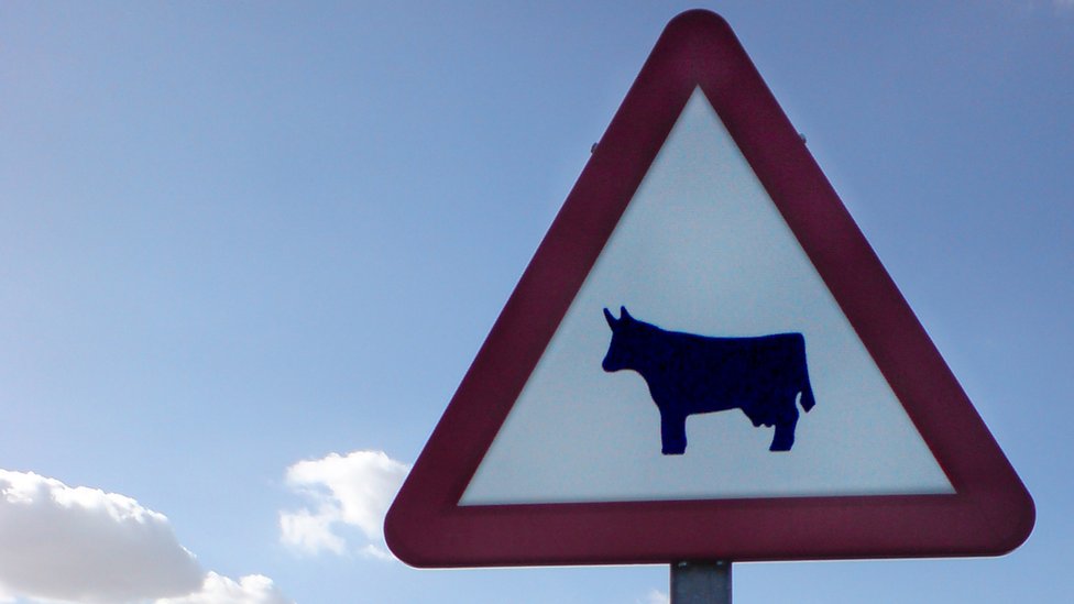 Дорожный знак, предупреждающий быков