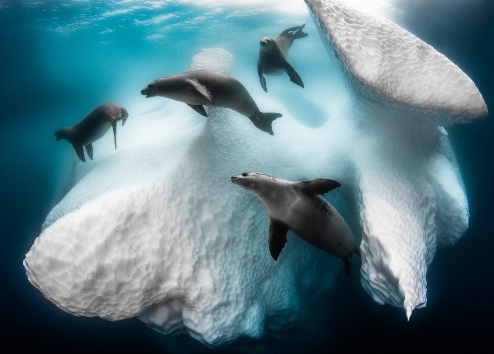 Ovo je pobednička fotografija foka oko ledenog brega u Antarktiku Grega Lekoeura