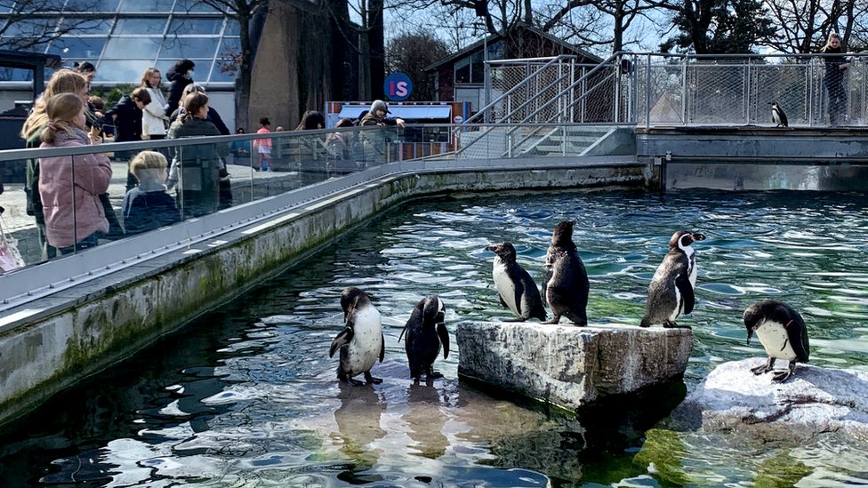 Multidões começam a voltar ao Zoológico de Copenhague