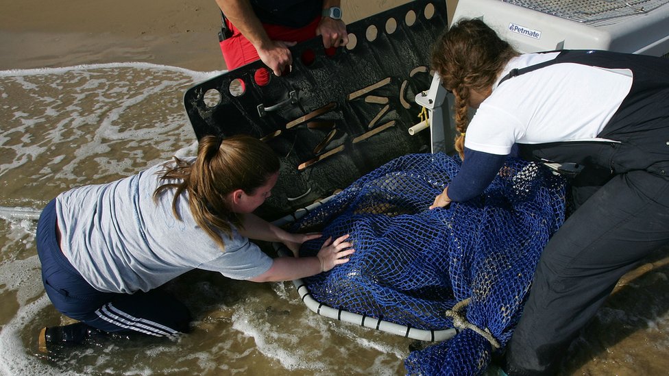 Los equipos de rescate están alerta para atender a los animales allí donde se les necesite. Un grupo de personas rescata a un león marino de una playa de California