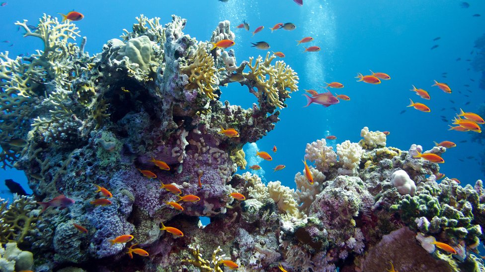 Un arrecife de coral