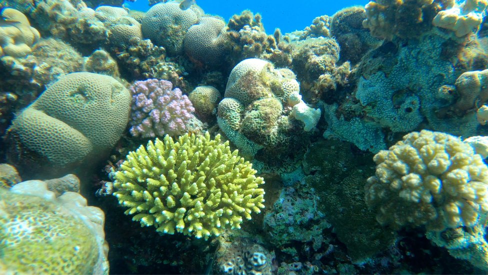 Red Sea coral reef