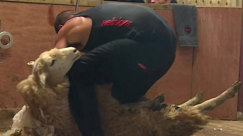 Sheepshearing world record smashed BBC News