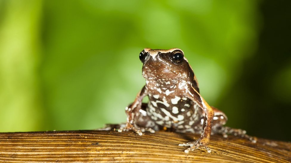 New 'mysterious' frog species discovered in India's Western Ghats