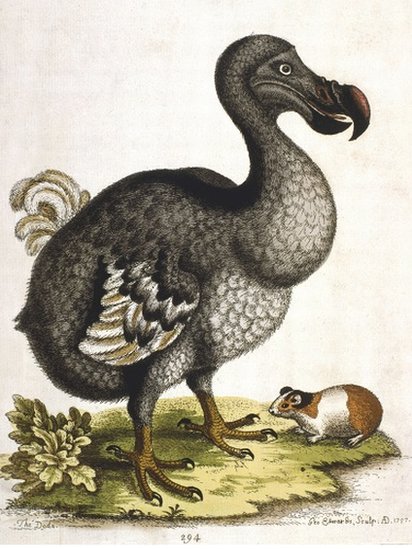 Soyu tükenen dodo kuşu