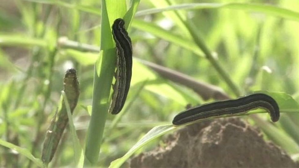 download armyworms in grass