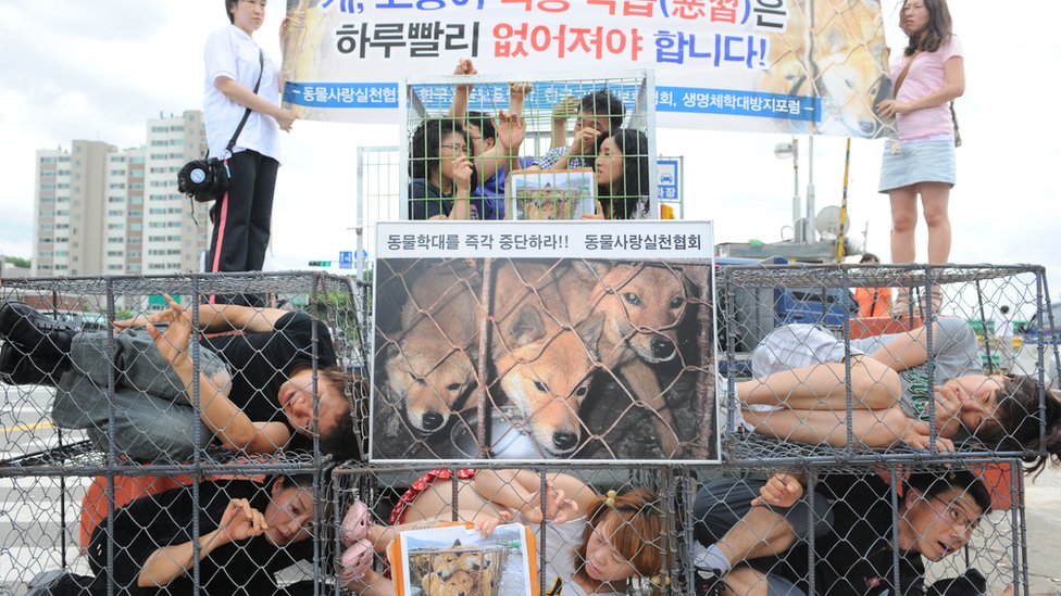 Köpek eti tüketimine karşı yapılan bir protesto