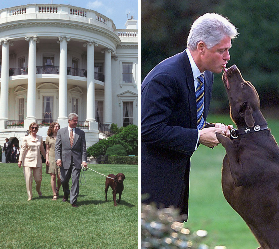 يسار: الرئيس بيل كلينتون والسيدة الأولى هيلاري كلينتون وابنتهما تشيلسي كلينتون يمشون كلبهم بادي في حديقة البيت الأبيض في عام 1998. (يمين) بادي يحيي السيد كلينتون في عام 1999.