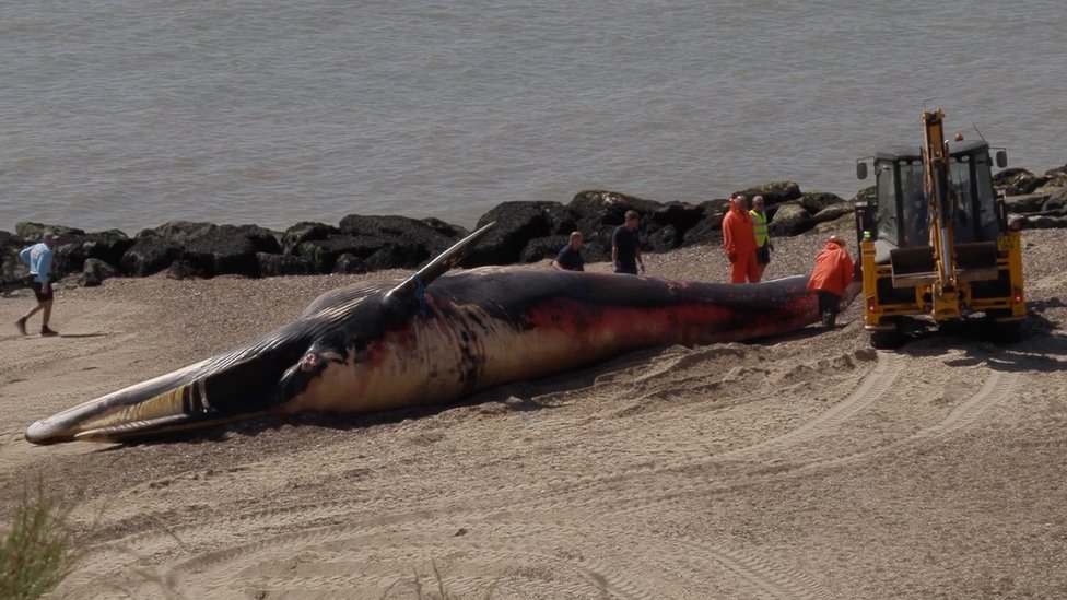 Мертвого кита убирают с пляжа