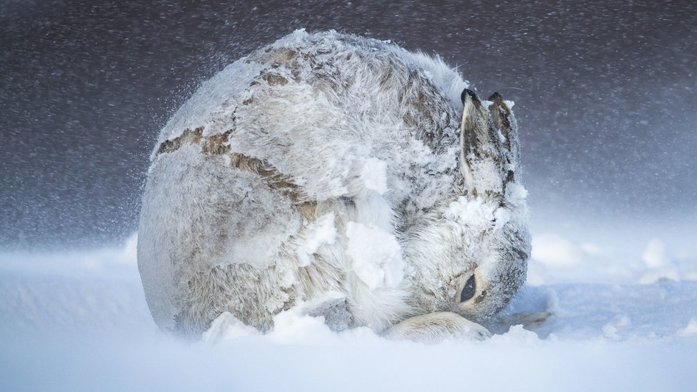 Hare Ball by Andy Parkinson