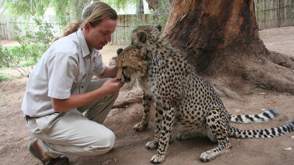 Animal keeper Craig Gous taking care of Cheetahs