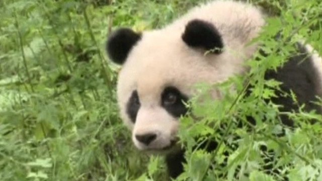 Giant panda ready to be released into the wild - BBC Newsround