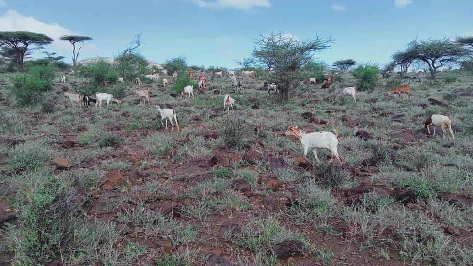 Goats graze in Marsabit county where there have been nice vegetation expansion due to good rains