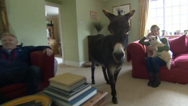 Dougie the donkey walking through the living room while his owners sit on the sofa
