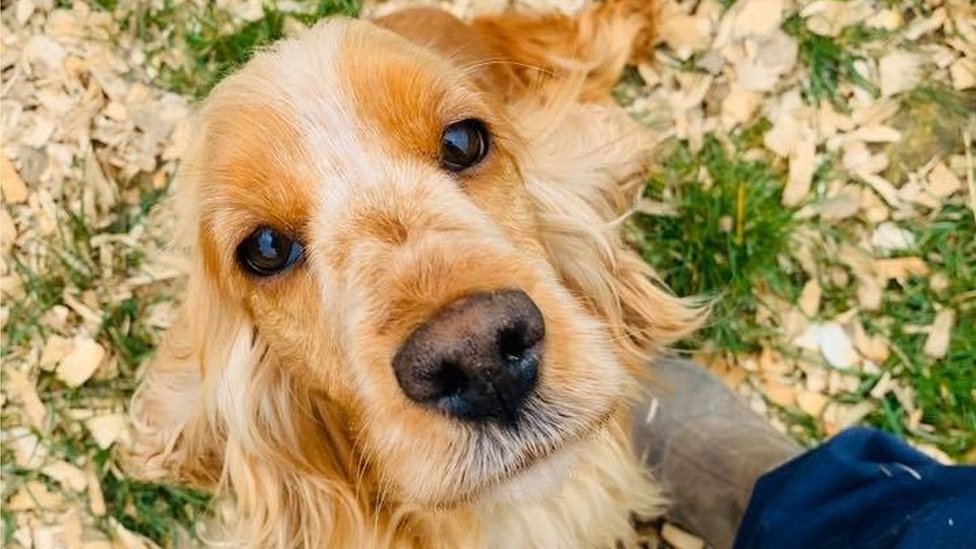 cocker poodle breeders