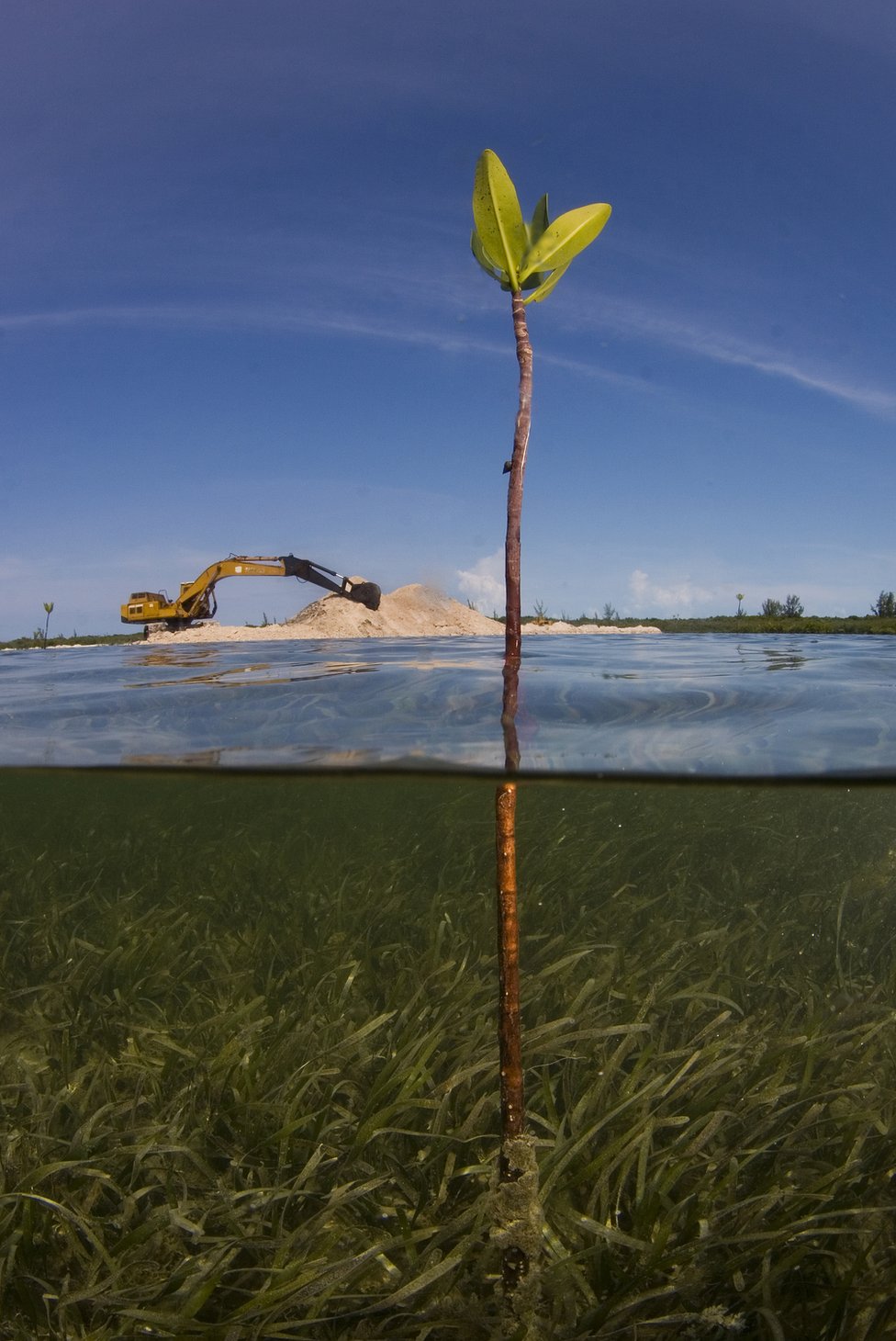 A shot of a mangrove sapling growing out of the water with a bulldozer on land in the background